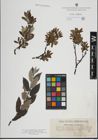 Foto von Salix lapponum L.